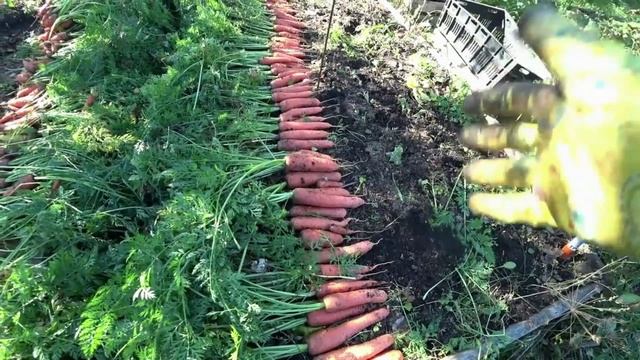 Трудности при хранении моркови смотреть онлайн