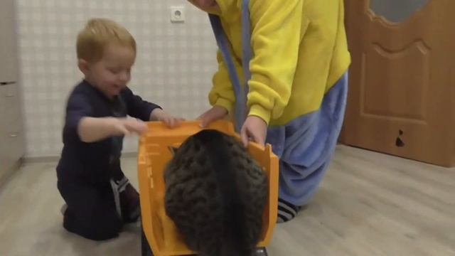 Любимый кот Грос