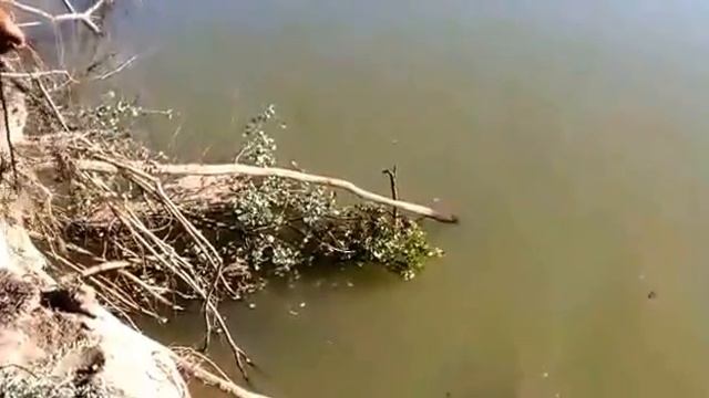 Ловля удочки на тройник смотреть онлайн