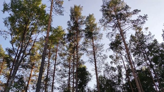 VID 20220816 185530 Страничка с соснами 1977 (Г. Айги)...Павел Васильев Лахтинский смотреть онлайн