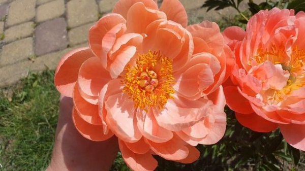 Сравнение пионов Корал шарм и Корал Сансет / Comparison of peonies Coral Charm and Coral Sunset