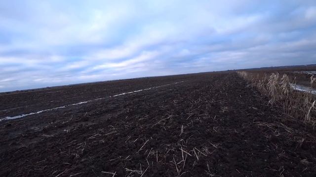 Я и гуси на кукурузном поле! Охота на гуся. Весенняя охота на гуся с чучелами,с манком на гуся. смотреть онлайн