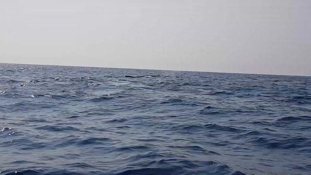 Китовая прогулка в Габоне смотреть онлайн