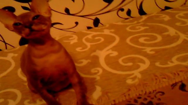 сфинксы-лучшие коты в мире смотреть онлайн