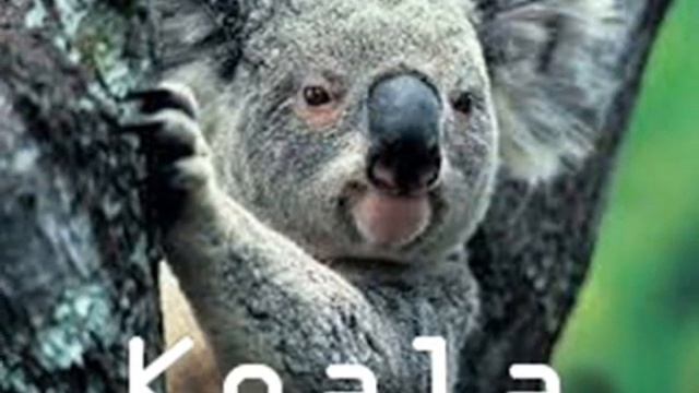 Fauna Australia смотреть онлайн