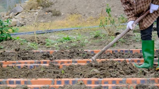 They visit, take pictures at our farm and hoe to grow ginger смотреть онлайн