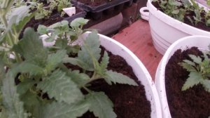 Посадка ампельной вербены в подвесные кашпо.