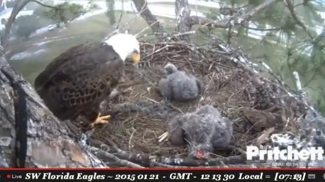 Ozzie comes and inspects E5, potters, leaves - Southwest Florida Bald Eagles смотреть онлайн