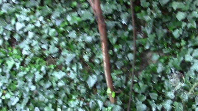 ПЕНЁК СИРЕНИ. ПОДСКАЖИТЕ, ЧТО ДЕЛАТЬ!? смотреть онлайн