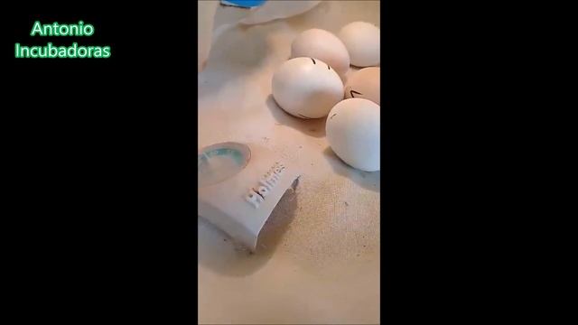 Incubadora casera con focos смотреть онлайн