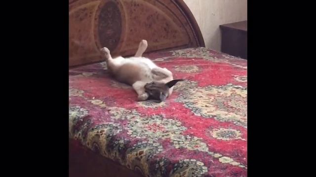 Звуки каракала. Caracal's sounds смешное видео 2015 смотреть онлайн