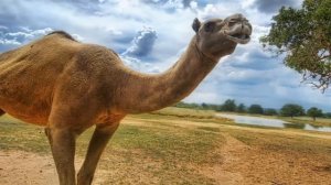 Что такое пустыня. Пустыни - Детская энциклопедия. Познавательный мультик для детей