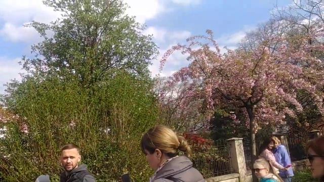 Ужгород. Сакура 23.04.21. смотреть онлайн