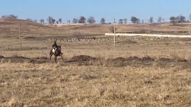 Иноходец продан смотреть онлайн