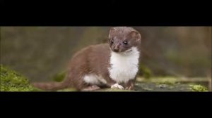 Звуки издаваемые Лаской и Горностаем.