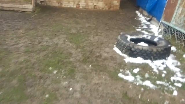 Бойцовый петух парода шамо смотреть онлайн