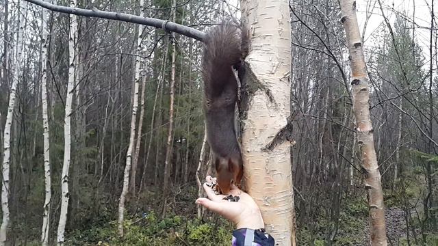 Белка ест с рук. смотреть онлайн