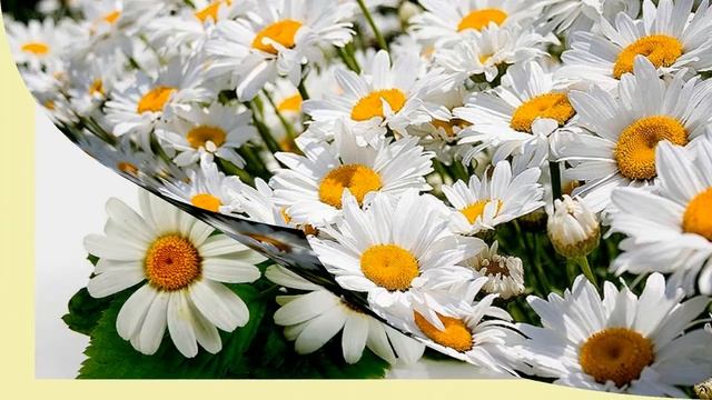 Ромашки