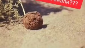 Кто такой жук-скарабей и для чего ему шар.