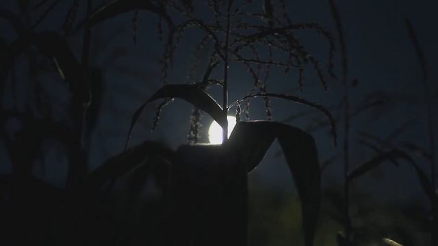 "AVOID The Cornfield After Dark" Creepypasta смотреть онлайн