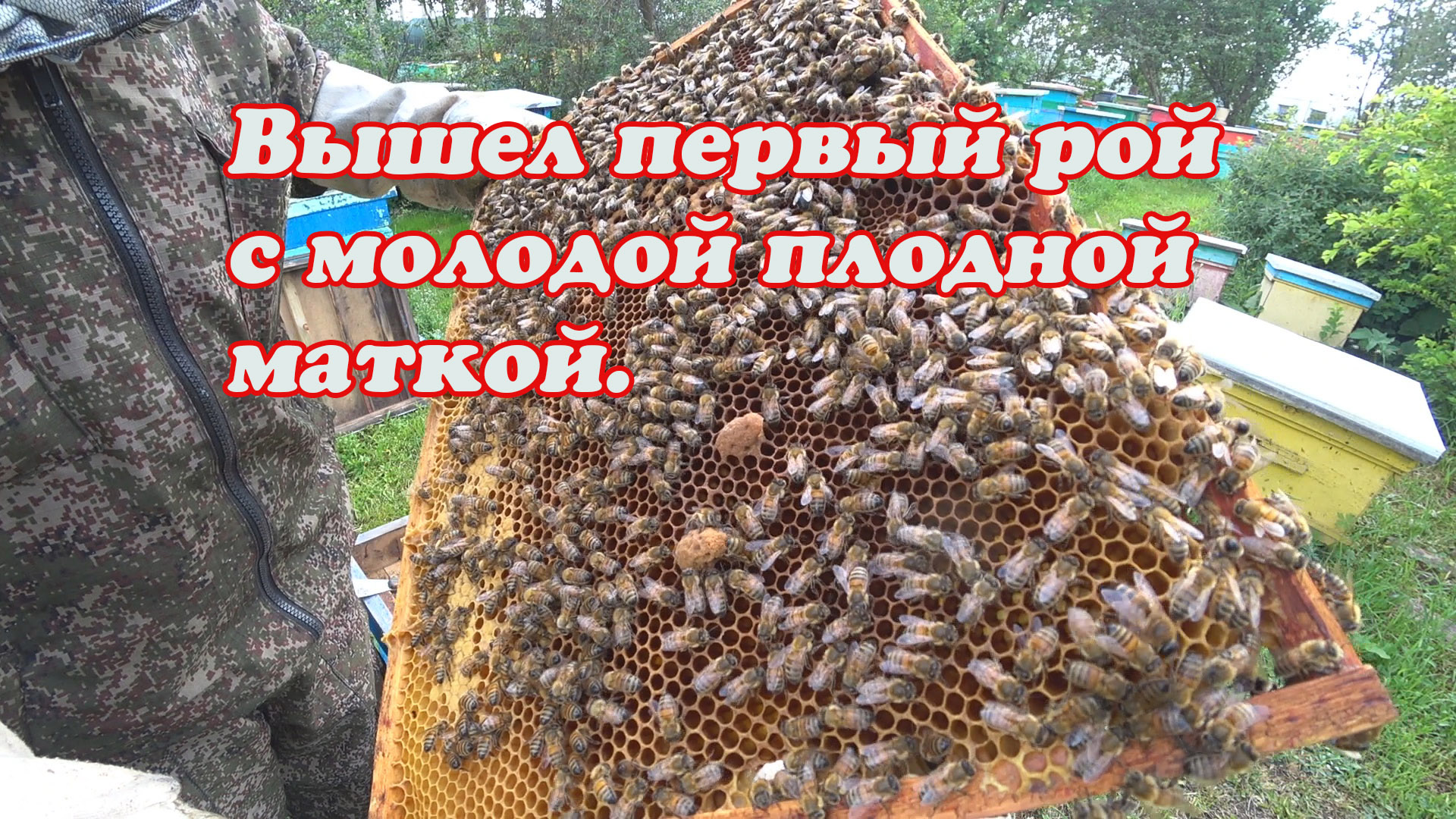 ВЫШЕЛ ПЕРВЫЙ РОЙ С МОЛОДОЙ МЕЧЕННОЙ МАТКОЙ И ЗАСЕЛИЛ, ОСМОТР ОТРОИВШЕЙСЯ ПЧЕЛОСЕМЬИ. смотреть онлайн