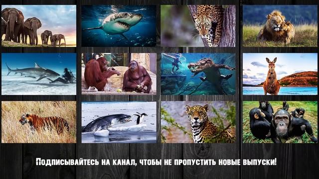 Евразийская рысь против лисы, белки, оленя, зайца, волка, козла! Рысь в деле! смотреть онлайн