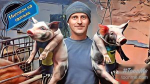 Плохие поросята при первом опоросе это миф! В каком возрасте можно покрывать ремонтную свинку...