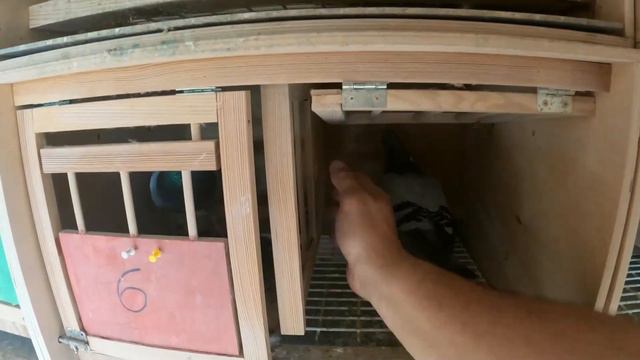 lot#3 ZEVEN 350 km - totalna masakra 😡 i NIEZAWODNY GROSIK 🤩 Zbigniew Rodak 0309 Szczecin PZHGP смотреть онлайн