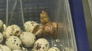 Испытание выводного инкубатора Перепел .