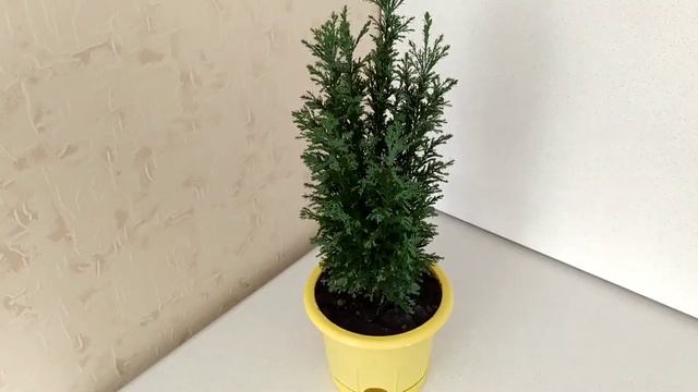 Как сохранить кипарисовик из пятерочки.Что стало с хвойными иголочками? Саженец кипарисовика в дома смотреть онлайн