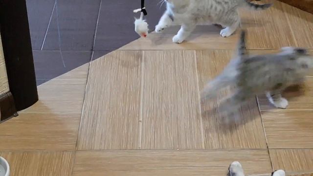 Шотландские котята (Scottish Kittens) 6 недель / Скоттиш фолд (Scottish Fold)