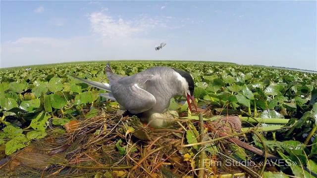 Белощёкая крачка (Chlidonias hybrida) - Whiskered tern | Film Studio Aves смотреть онлайн