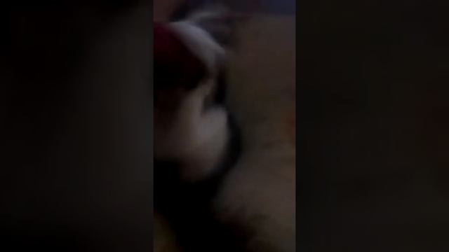 Бешеный кот смотреть онлайн