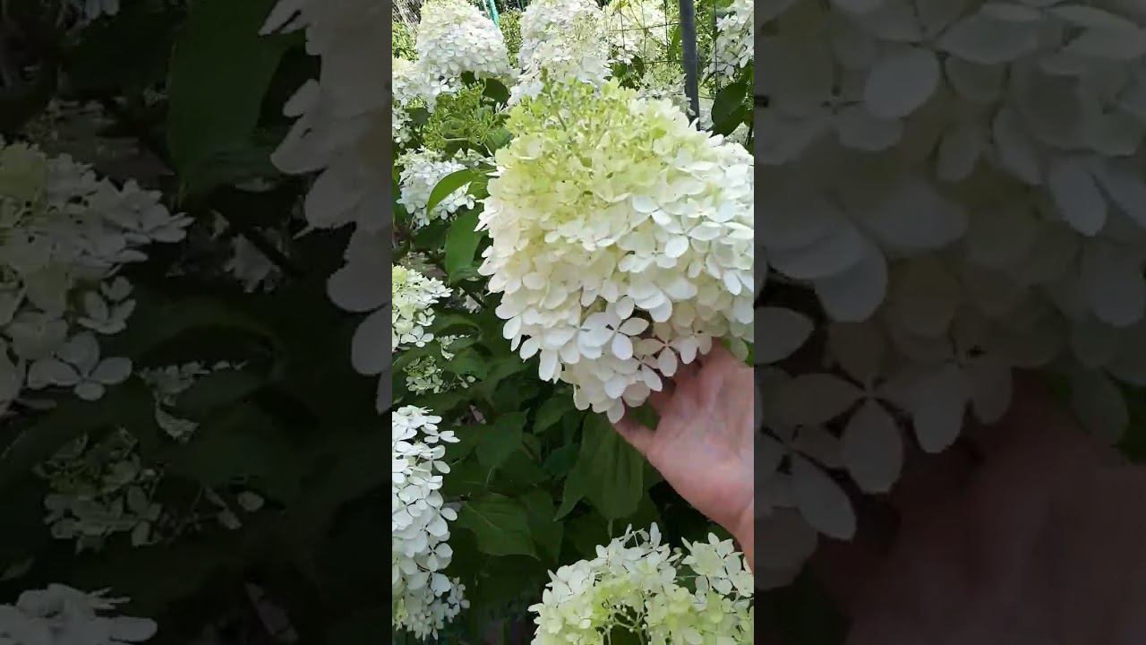 Гортензия цветет, а как ее любит #бронзовка. А #хрущ бронзовки любит мульчу 14 июля смотреть онлайн