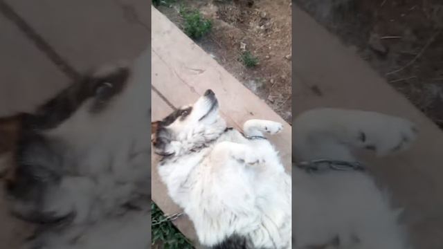 Привет ребята вы наверное любите своих животных я тоже приятного просмотра !!!!!!!! смотреть онлайн