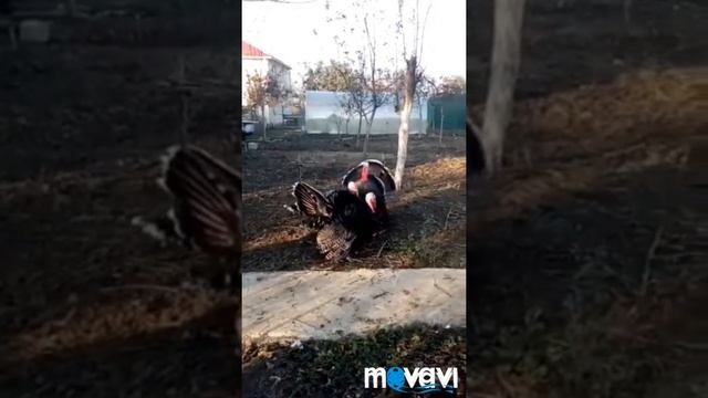 танцы индюков. Очень забавные индюки 9 11 2018 смотреть онлайн