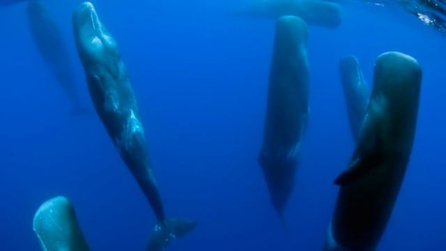 Lemurian Home Coming - Anders Holte смотреть онлайн