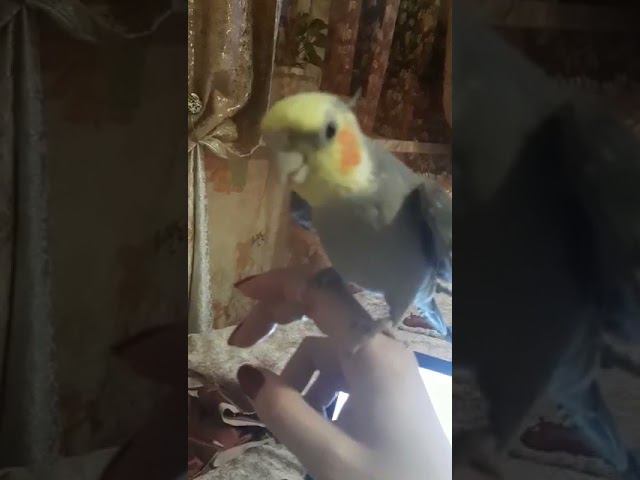 Корелла ГОВОРИТ БЕЗ ОСТАНОВКИ смотреть онлайн