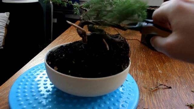 Туя и можжевельник размера шохин | Работаем с бонсай смотреть онлайн