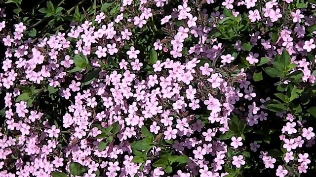 Saponaria ocymoides смотреть онлайн