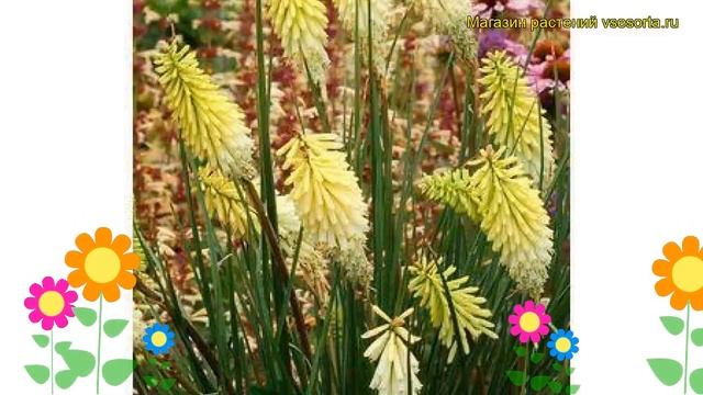 Книфофия ягодная Пайнепл Попсикл. Краткий обзор, описание характеристик kniphofia Pineapple Popsicl смотреть онлайн