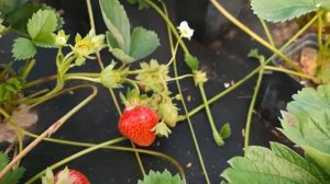 Обзор клубники сорт Мурано