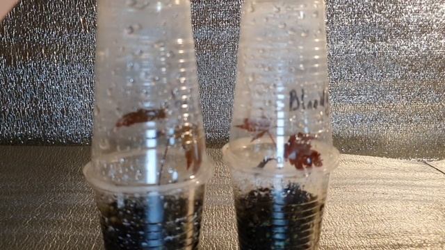 Клен дланевидный Bloodgood из семян, первый результат смотреть онлайн