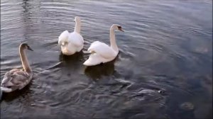 Белый   лебедь  на  пруду  (  Ремикс  -  минус  )