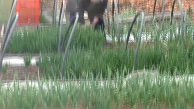 адлерские серебристые и кученские цыплята.Первый урожай зеленого лука в огороде. смотреть онлайн