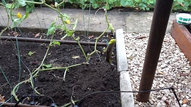 ОГУРЧИКАМ вторая ЖИЗНЬ смотреть онлайн