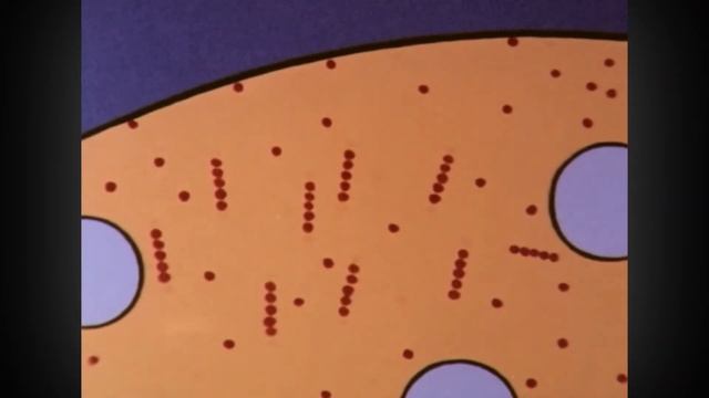 Ein echter Schleimpilz (Myxomycet) – Physarum polycephalum – Riesenzelle in der Zellbiologie. Teil смотреть онлайн