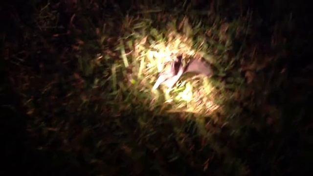 Летучая мышка крупным планом смотреть онлайн