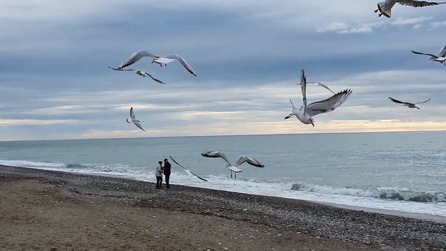 Чайки в зимнем Лазаревском. Релакс смотреть онлайн