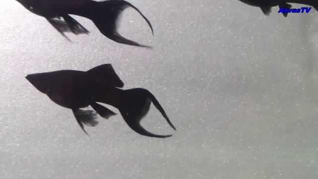 МОЛЛИНЕЗИЯ ЧЁРНАЯ ЛИРА смотреть онлайн